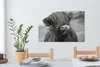 MuchoWow® - Leinwandbilder - Schottischer Highlander leckt Produktbild-Vorschau 6