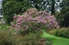 Magnolia 'Susan' - Tulipes Magnolia 60- 80 cm - conteneur Voir les images du produit 4