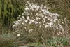 Magnolia stellata 'Royal Star', Sternmagnolie, weiß, 80–100 Produktbild-Vorschau 5
