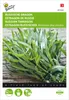 Estragon (Russisch) | Estragonszaad van Buzzy Seeds Productafbeelding-voorbeeld 1