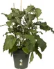 Anzuchttopf Elho Green Basics Kunststoff Ø 15 cm H 13,9 cm Produktbild-Vorschau 3
