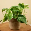 1x Epipremnum Marble Queen P12 H25 Produktbild-Vorschau 2