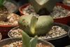 SAFLAX - živá žula - Pleiospilos nelii - 40 Semená - S Náhľad obrázku produktu 8