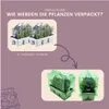 Plants by Frank | 12 Blauer Duft-Lavendel Pflanzen | Produktbild-Vorschau 6