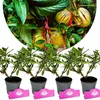 Sada 4 pepin - Solanum muricatum "Pepino Gold" - Melounová Náhled obrázku produktu 1
