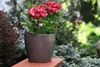 A potted red hydrangea sits on a ledge in a garden setting. Produktbild-Vorschau