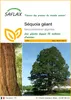SAFLAX  - Séquoia géant - 50 graines - Sequoiadendron Voir les images du produit 1