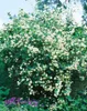 Philadelphus 'Virginal', Duftjasmin, weiß, 60–100 cm Produktbild-Vorschau 3