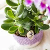 Kolibri Greens | Groene Pflanze - Sukkulente Crassula Ovata Produktbild-Vorschau 6
