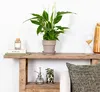 Bloomique - Spathiphyllum Torelli - Friedenslilie - Produktbild-Vorschau 2