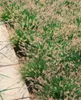 Pennisetum alopecuroides 'Little Bunny', Lampenputzergras, Produktbild-Vorschau 5