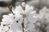 Magnolia stellata 'Royal Star', Sternmagnolie, weiß, 80–100 Produktbild-Vorschau 2
