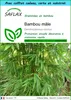 SAFLAX Ensemble-cadeau - Bambou mâle - 50 graines - Voir les images du produit 1