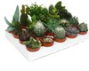Cactus et succulentes - Starter Set XXL - 20 plantes Voir les images du produit 1