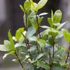 Bloomique - Laurus Nobilis - Laurier-sauce - Plantes de Voir les images du produit 4