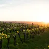 Vite Somerset 2L Anteprima dell’immagine prodotto 5