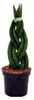 Sansevieria cylindrica – elegantní sada 3 kusů v květináči Náhled obrázku produktu 3