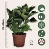 A potted hydrangea plant with care icons and a ruler. Produktbild-Vorschau