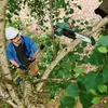 Tronçonneuse à chaîne télescopique sans fil BOSCH Voir les images du produit 11