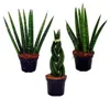 Sansevieria cylindrica – elegantní sada 3 kusů v květináči Náhled obrázku produktu 1