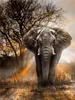 Rubye® Diamond painting fur Erwachsene und Kinder [Elefant] Produktbild-Vorschau 1