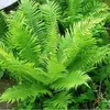 6 x Europäischer Straußenfarn - Matteuccia struthiopteris  Produktbild-Vorschau 2
