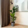 Kencja - Howea forsteriana - Wysokość 130-140cm - ⌀21cm Podgląd zdjęcia produktu 5