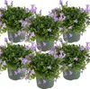 6er-Set - Campanula Ambella Lavender - Glockenblume - Produktbild-Vorschau 1