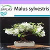 SAFLAX - Európske divoké jablko - Malus sylvestris - 30 Náhľad obrázku produktu 5