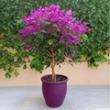 Bugenwilla - Bougainvillea 'Alexandra' - Wysokość 50-60cm - Podgląd zdjęcia produktu 5