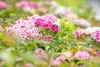 Spiraea japonica 'Little Princess', Zwerg-Spiere, rosa, Produktbild-Vorschau 10