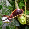 Rostlina Nepenthes lowii  – 5 semen Náhled obrázku produktu 1