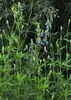 6 x Salvia uliginosa 'African Skies' - hvězdicový mech - Náhled obrázku produktu 1