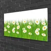 Acrylglasbilder 100x50 Wandbild Druck Gras Gänseblümchen Produktbild-Vorschau 2