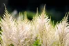 Stauden Gänge 1 x Astilbe arendsii 'Deutschland' - Produktbild-Vorschau 5