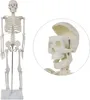 Anatomie Model Skeleton Reduced Anatomie Skeleton Human Náhled obrázku produktu 2