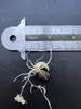 Amorofal (Amorphophallus borneensis)  – 1 wykiełkowane Podgląd zdjęcia produktu 4