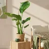 Green boutiQ - Zimmerpflanzen - Strelitzia Nicolai - Produktbild-Vorschau 5