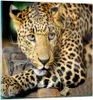 Bilder auf glas - Tiere gefährlich wilde katze - 70x70cm - Produktbild-Vorschau 1