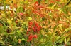 Nandina domestica - Nandina Domestica 30- 40 cm - Container Produktbild-Vorschau 2
