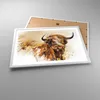 Gerahmtes Poster - Weißer Rahmen - Stier Scotch Aquarell - Produktbild-Vorschau 3