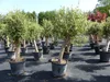 Olivenbaum Olive "Angebot" 150 - 180 cm, beste Qualität, Produktbild-Vorschau 3