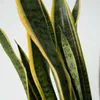 Langue de belle-mère - Sansevieria trifasciata Laurentii - Voir les images du produit 3