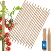 KOTARBAU® 20 Pièces Tuteur Tomate Bois de Hêtre 120 cm Voir les images du produit 1
