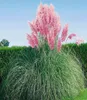 A large pink pampas grass plant stands in front of a green hedge under a clear blue sky. Produktbild-Vorschau
