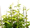 Aktinidia Male ostrolistna zapylacz 1L Podgląd zdjęcia produktu 7