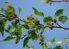 SAFLAX - Weißer Maulbeerbaum - 200 Samen - Morus alba Produktbild-Vorschau 9