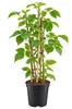 Brombeere ‘Loch Ness’ 50–70 cm – Stachelloser Produktbild-Vorschau 4
