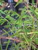 Rosa Puderquastenstrauch Schöner Mann - Calliandra Produktbild-Vorschau 3