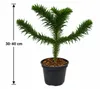 Chileense Araucaria (30-40 cm)Araucaria araucanaWinterharde Productafbeelding-voorbeeld 5